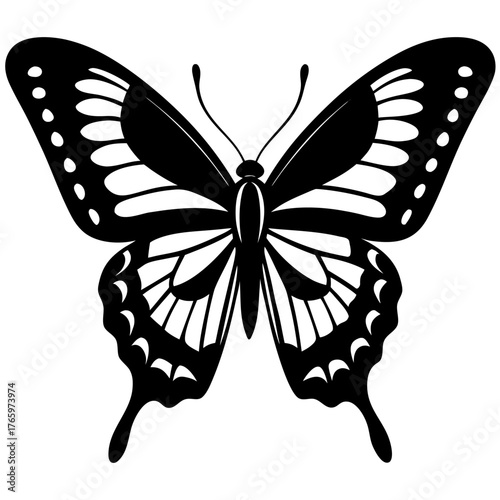butterfly vector illustration