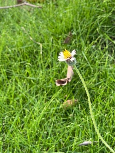 A close-up of a grass flower against the green grass in the background.