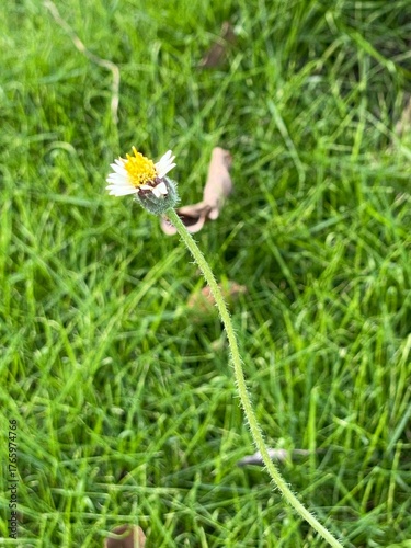 A close-up of a grass flower against the green grass in the background.
