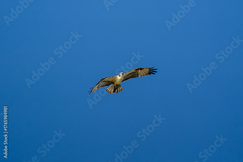Photos Osprey soaring in clear blue sky with wings spread wide