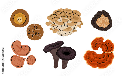 Cartoon mushrooms. edible forest mushrooms, shiitake, maitake, black trumpet, reishi, wood ear and black truffle isolated vector illustration set. wild mushrooms types.