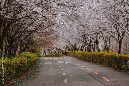 Cherry Blossoms at Haneul Park in Seoul, South Korea