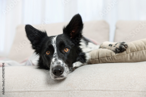 Cute Border Collie dog with plaid on sofa indoors