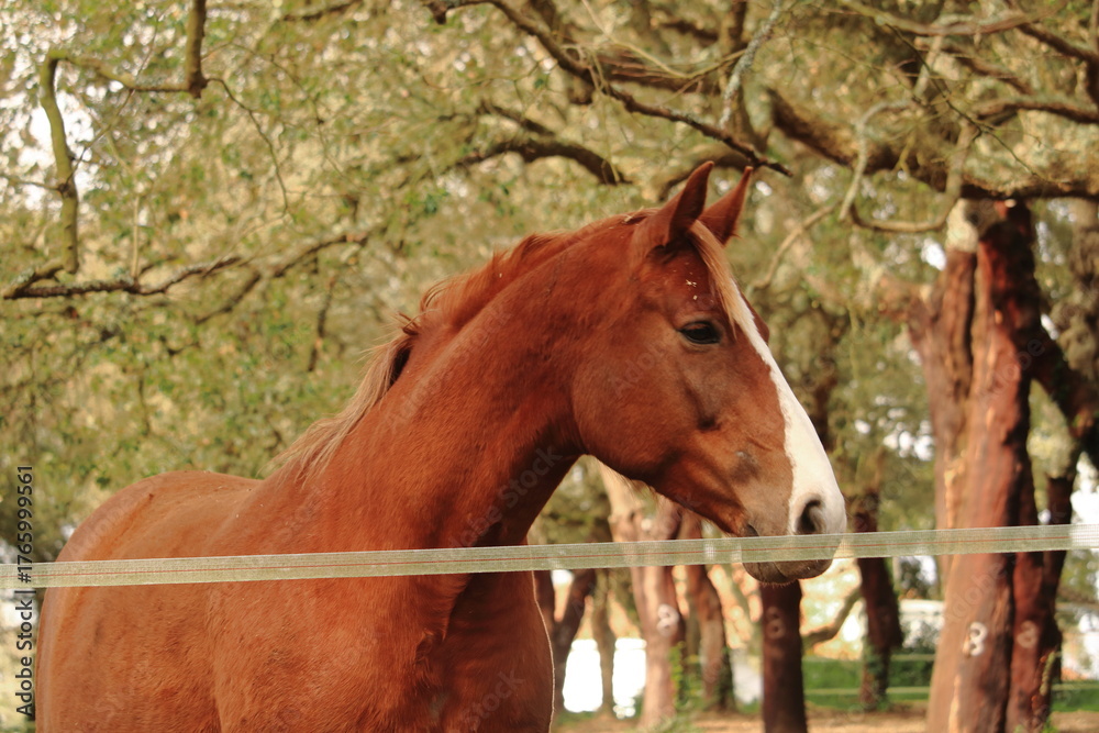 Fototapeta premium brown horse in a field