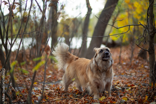 Portrait of a German Corgi in an autumn park