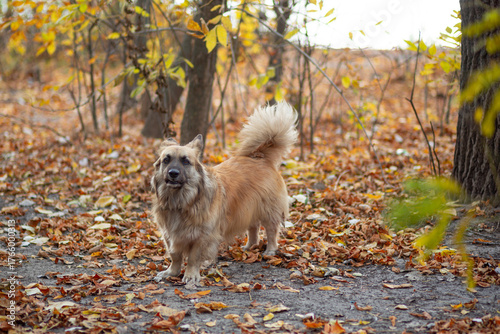 Portrait of a German Corgi in an autumn park