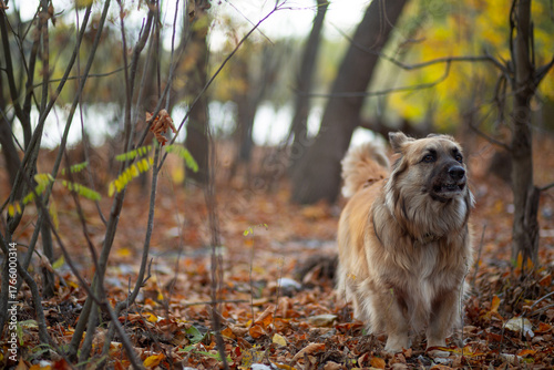 Portrait of a German Corgi in an autumn park