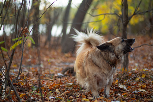 Portrait of a German Corgi in an autumn park