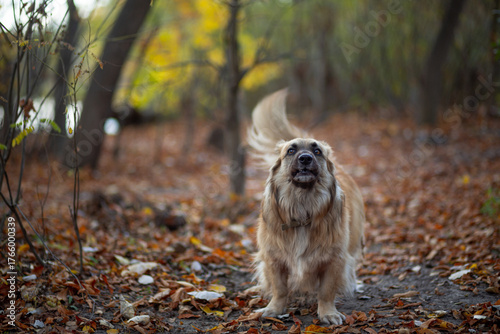 Portrait of a German Corgi in an autumn park