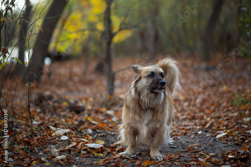 Portrait of a German Corgi in an autumn park