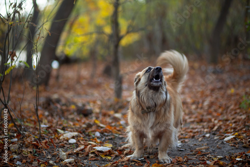 Portrait of a German Corgi in an autumn park