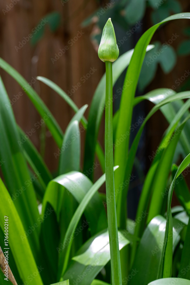 Fototapeta premium Agapanthus Bud
