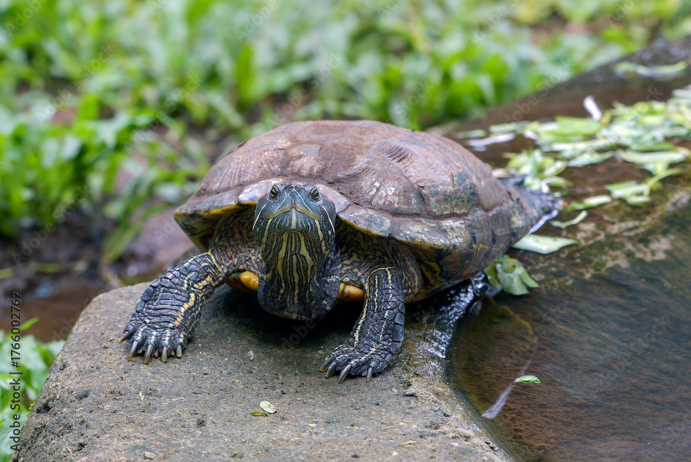 Obraz premium turtle sunbathing at the edge of the pond,