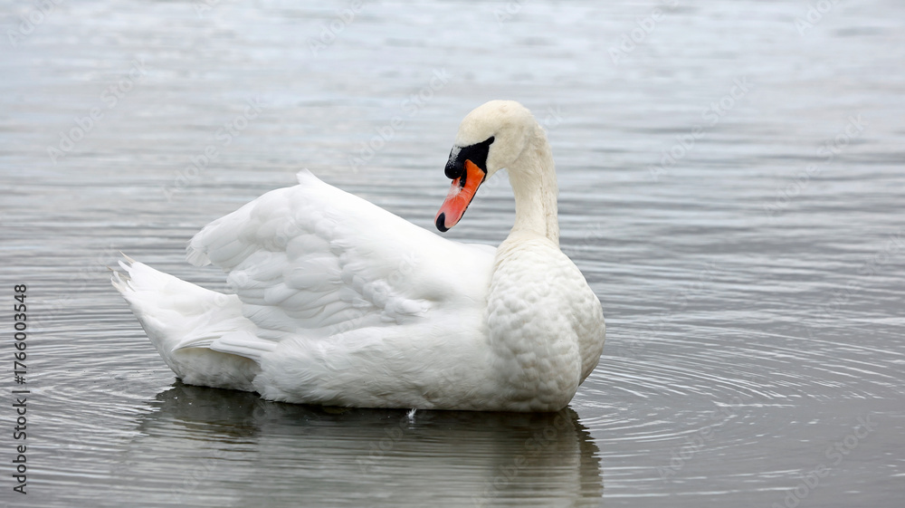 Fototapeta premium Mute swan swimming on a lake