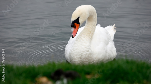 Mute swan swimming on a lake