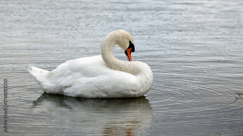 Mute swan swimming on a lake
