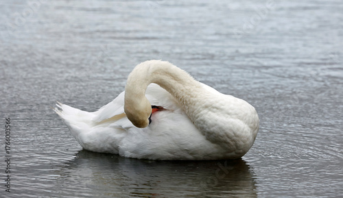 Mute swan swimming on a lake
