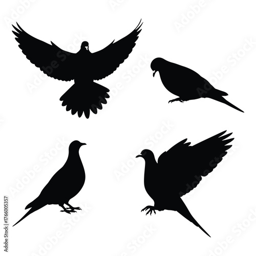 Silhouette collection four diverse pigeon poses flying perched graceful avian wildlife natural beauty freedom symbolism vector