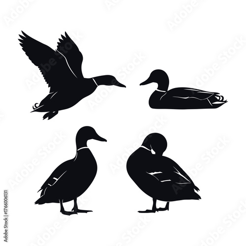 Silhouettes of four ducks in various poses showing flying and swimming bird life vector