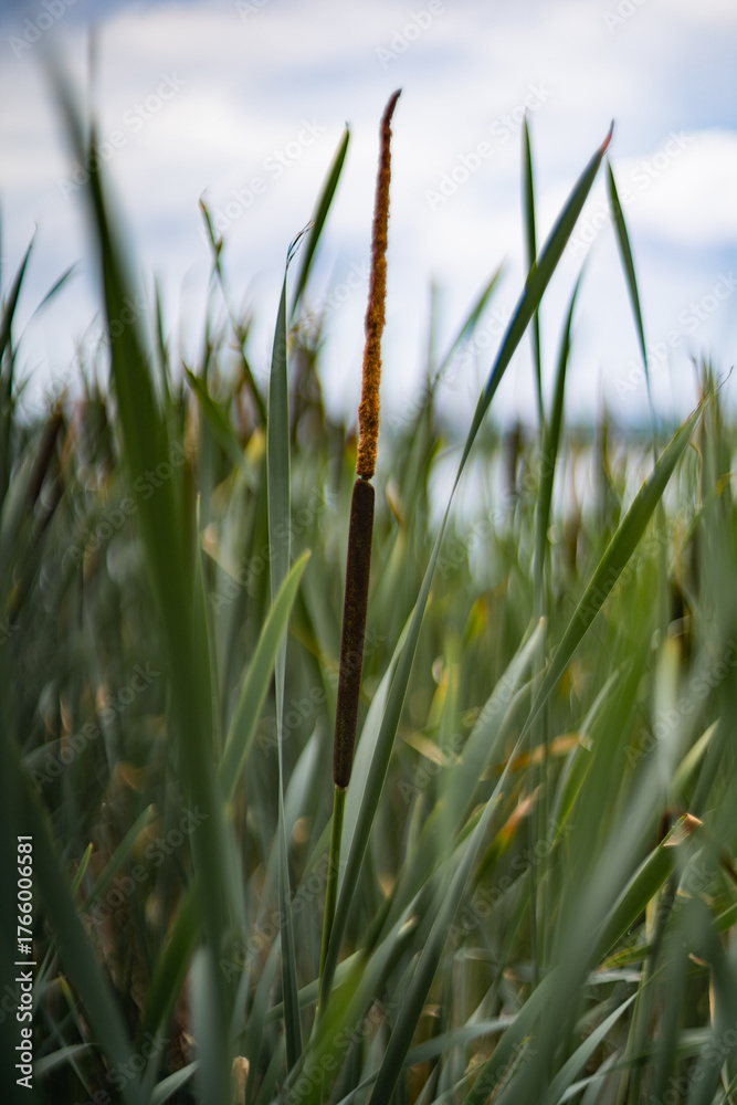 Fototapeta premium The reed. Marsh plants. A reed by a pond