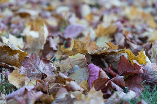 Autumn dry maple leaves lying on the ground
