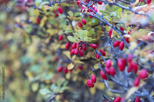 Red barberry berries on thorny branches in autumn