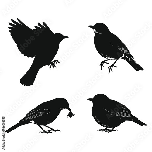 Four silhouetted blackbirds in various poses capturing nature's avian grace and movement vector