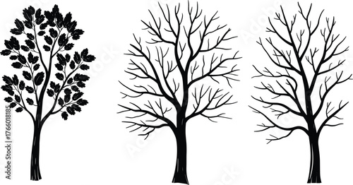 Tree silhouette vector illustration, seasonal comparison with leafy tree, bare tree, winter tree, black shapes on white background for botanical reference