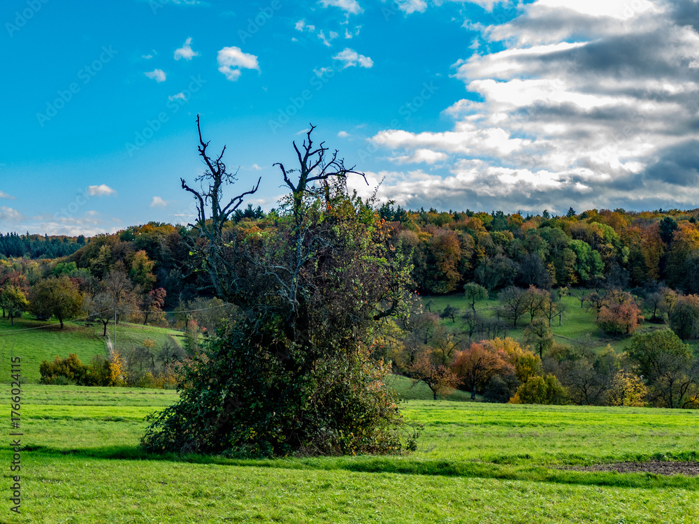 Obraz premium Herbstwald