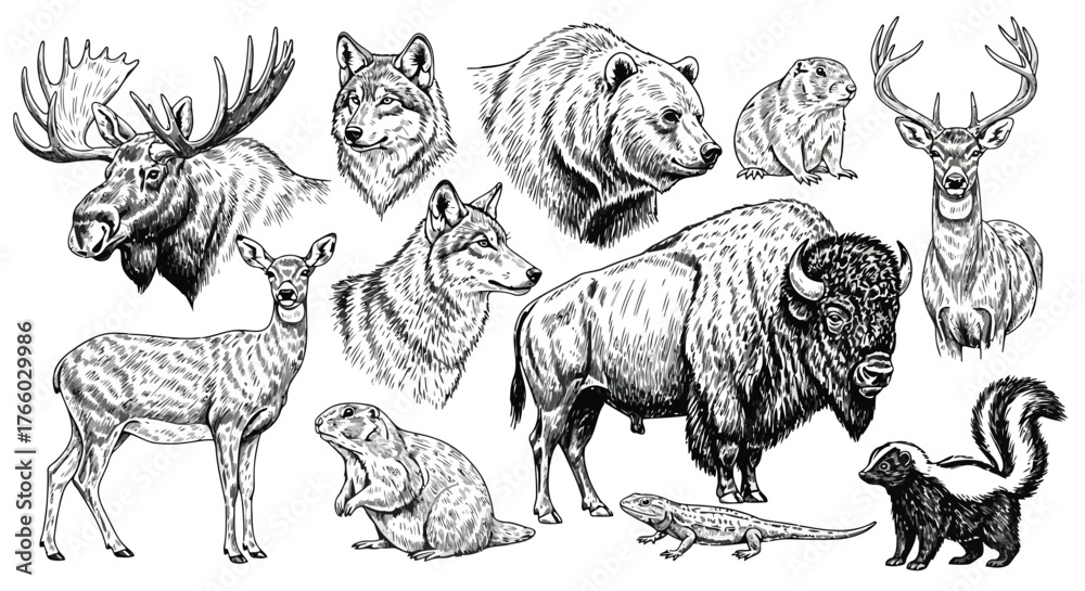 Naklejka premium Vector art of collection of north american wildlife drawings, including moose, wolf, bear, deer, bison, skunk, and other animals