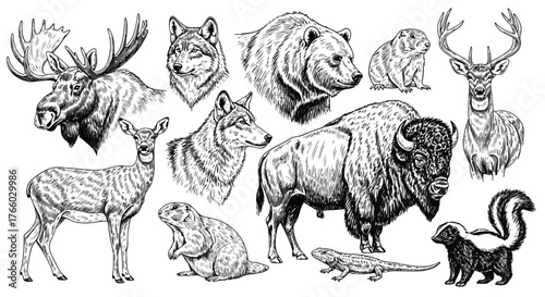 Vector art of collection of north american wildlife drawings, including moose, wolf, bear, deer, bison, skunk, and other animals