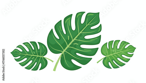 Vibrant green Philodendron Xanadu leaves, showcasing their distinctive fenestrated shape and intricate vein patterns, isolated on a clean white background, evoking a sense of tropical nature and lush
