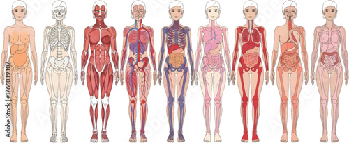 Vector art of human anatomy showing different body systems for medical and educational purposes