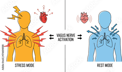 Vector art of vagus nerve activation concept stress mode vs rest mode illustration