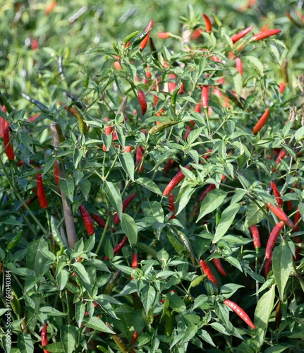 Piments rouges