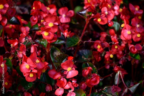 Bégonias rouges