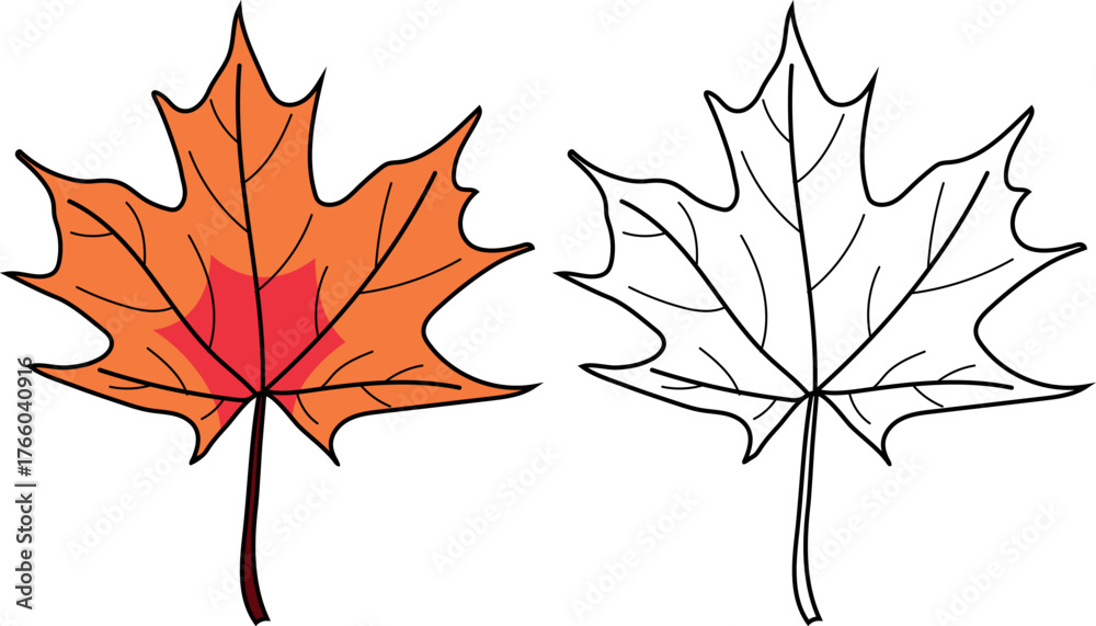 Fototapeta premium Coloring page with leaf of Norway maple or Acer platanoides isolated on white background