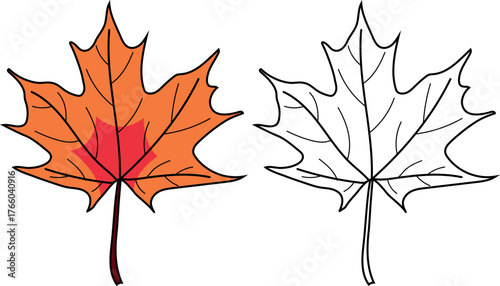  Coloring page with leaf of Norway maple or Acer platanoides isolated on white background