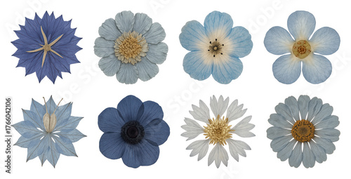 Pressed blue flowers collection