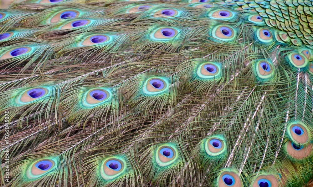 Obraz premium Peacock tail feather close up