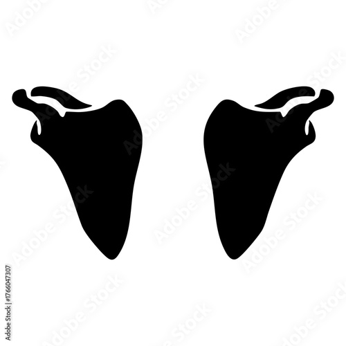 human scapula (shoulder blade)
