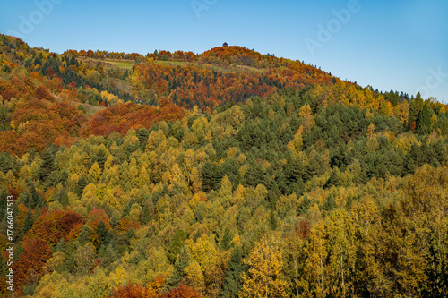 Fototapeta Naklejka Na Ścianę i Meble -  Suchy Groń