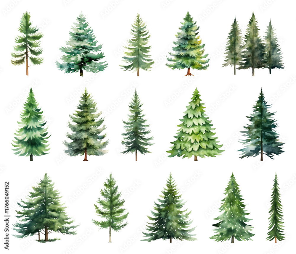 Obraz premium Watercolor evergreen tree illustrations