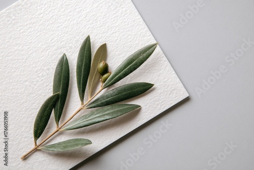 Olive Branch and Leaves Displayed on Textured Paper in a Natural Setting
