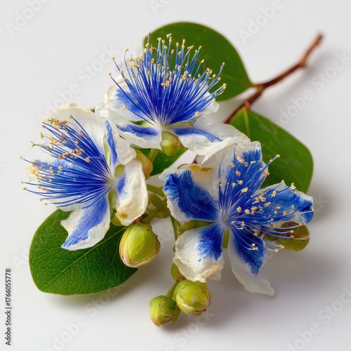 Lignum Vitae Floral Arrangement on Pure White Backdrop: A Harmony of Green Leaves and Blue Blossoms