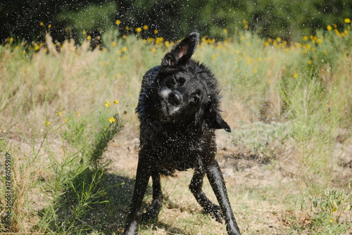 Black dog shaking off water closeup in nature.