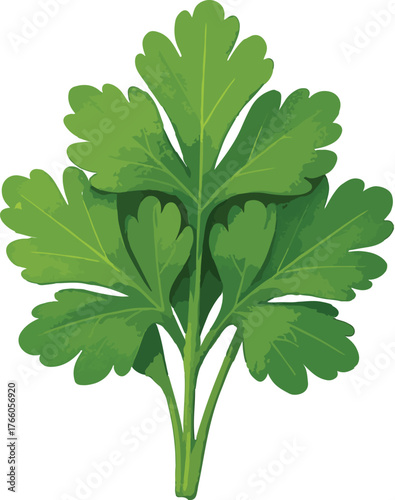 Green parsley leaves with visible veins and stems herb