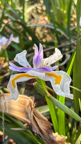 Tableau sur toile Close-up of a White Morea flower (Dietes iridioides)
