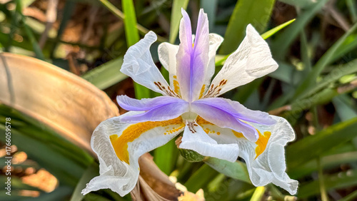 Photos Close-up of a White Morea flower (Dietes iridioides)