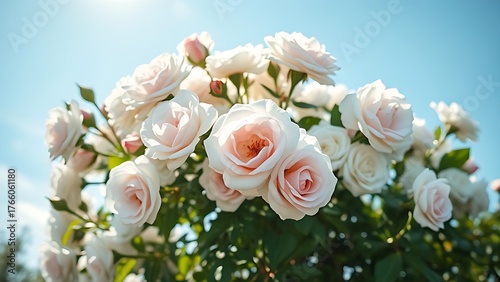 Close-up of white bush roses in full bloom against a soft blue sky, embodying spring garden beauty.